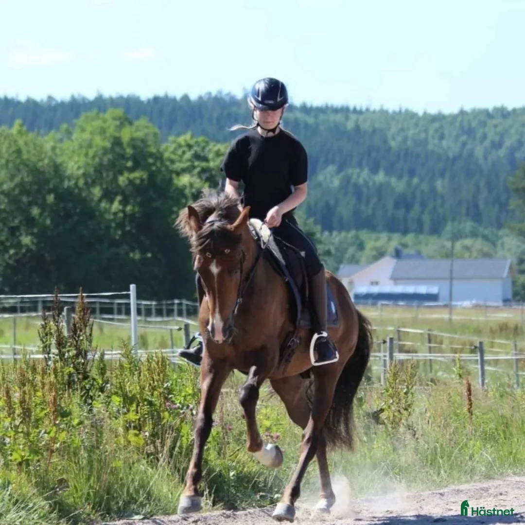 Dressyr hästar till salu: Lusitano valack i Äspered - Annons 2