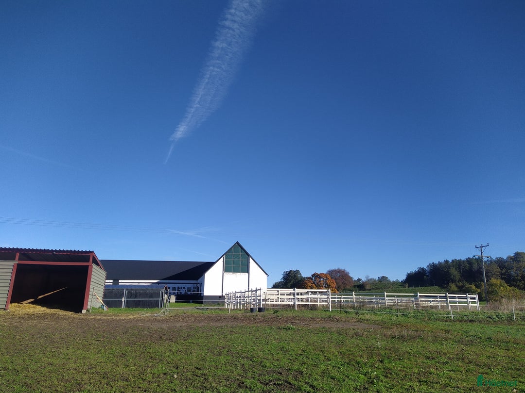  stallplats finnes: Hästboxar att hyra på en fantastisk tomt.  i Tomelilla - Annons 3