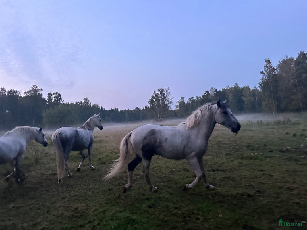 Allround hästar till salu: PRE / American curly i Fågelmara - Annons 6
