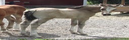 Allround hästar till salu: ⭐️ En lyxig Welsh Cob ⭐️ i Åtvidaberg - Annons 7
