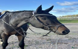 Hoppning hästar till salu: Vacker valack med kapacitet  i Sala - Annons 1