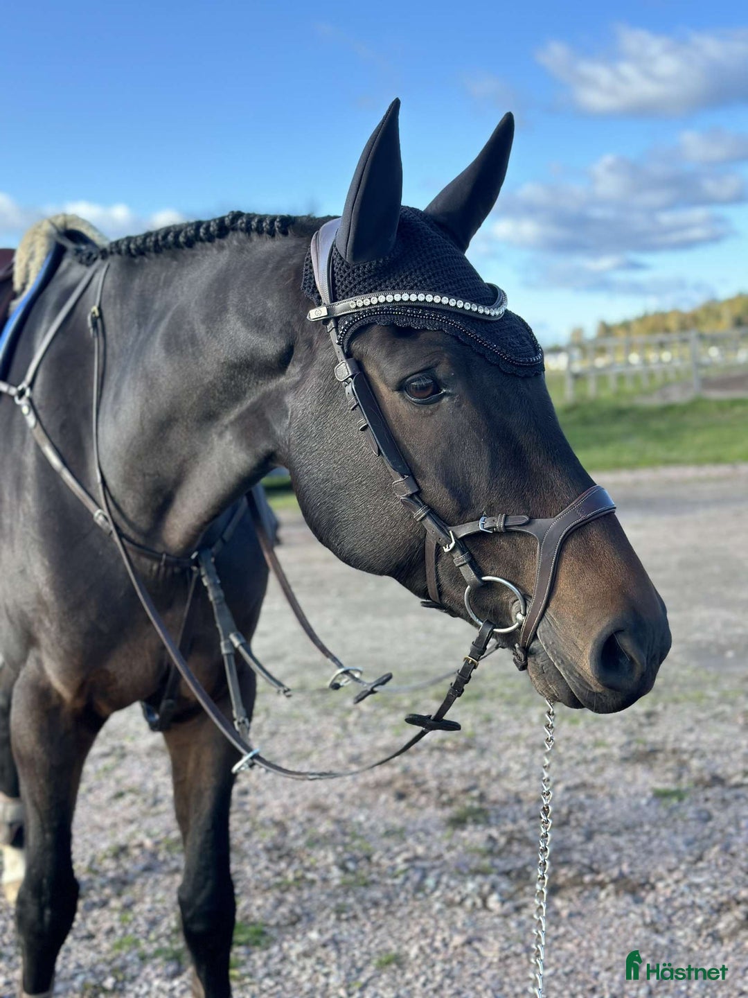 Hoppning hästar till salu: Vacker valack med kapacitet  i Sala - Annons 1