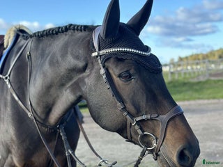 hästar Vacker valack med kapacitet i Sala - Annons 17