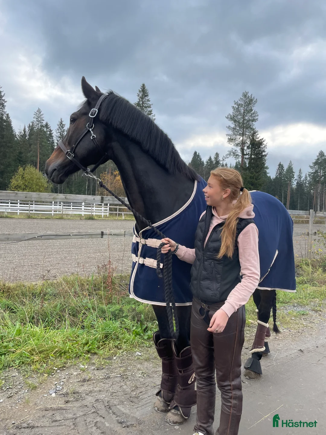 Hoppning hästar till salu: Läromästare söker ny bästavän  i Luleå - Annons 2