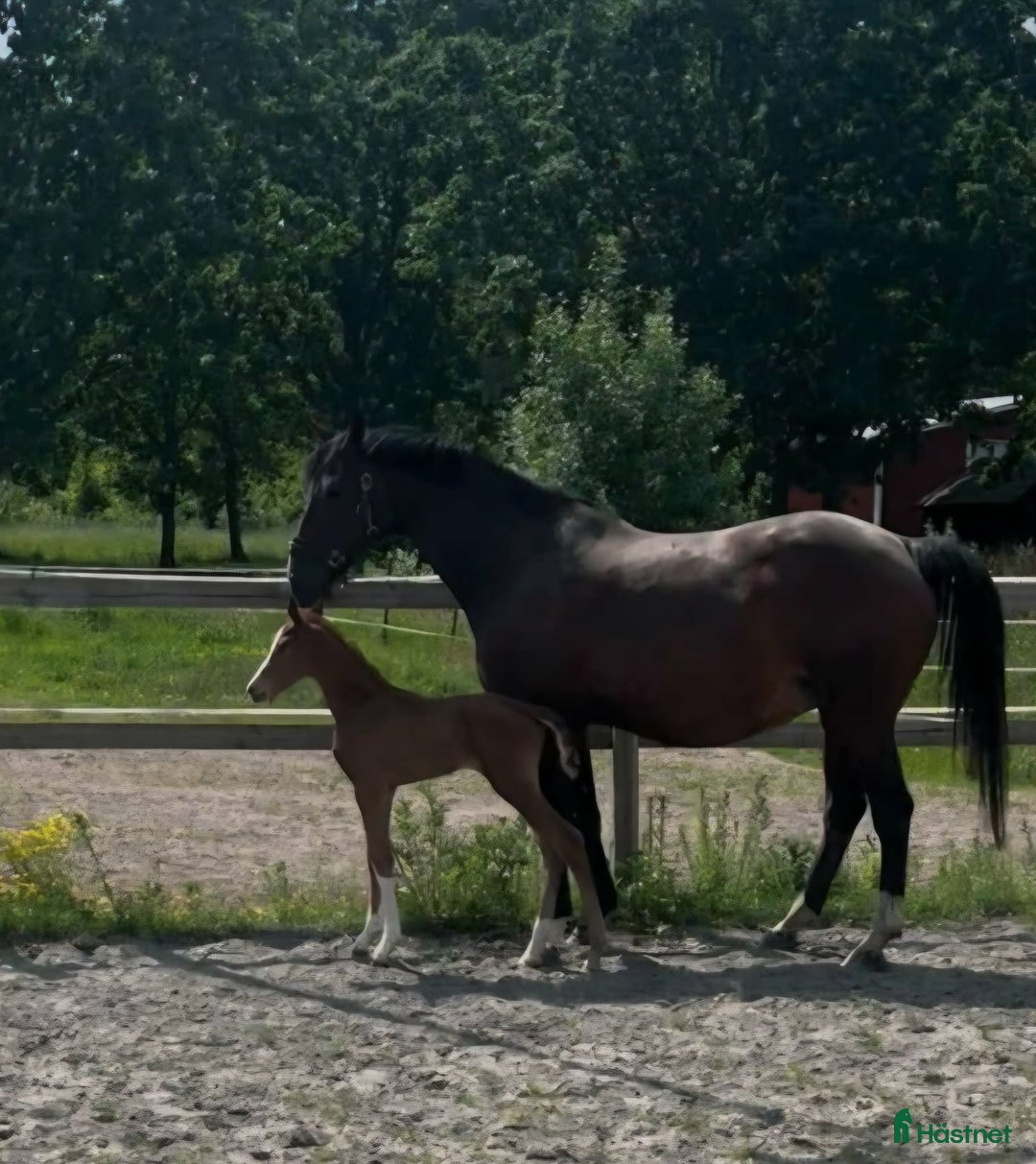 Hoppning hästar till salu: Finaste julklappen! i Hammarö - Annons 3
