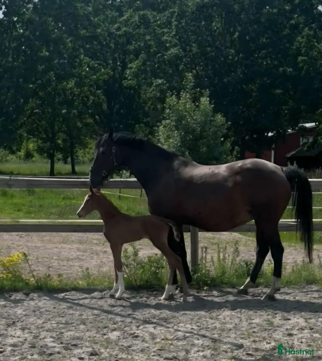 Hoppning hästar till salu: Finaste julklappen! i Hammarö - Annons 3