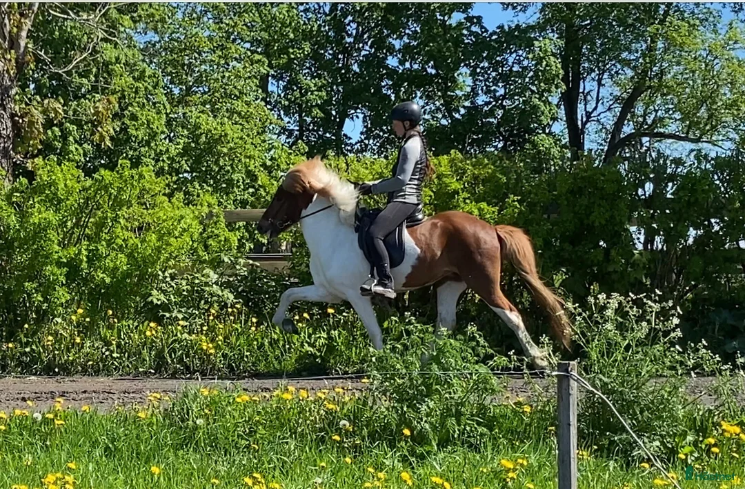 Island hästar till salu: Flott femgångssto dräktig m Havadi frá Haukholtum i Östhammar - Annons 12