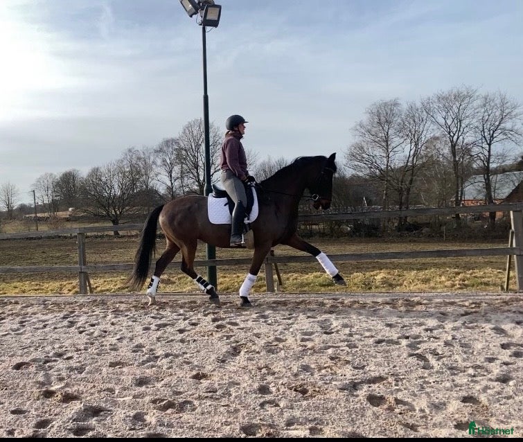  hästar Enya YL - En oslipad diamant  - Annons 7