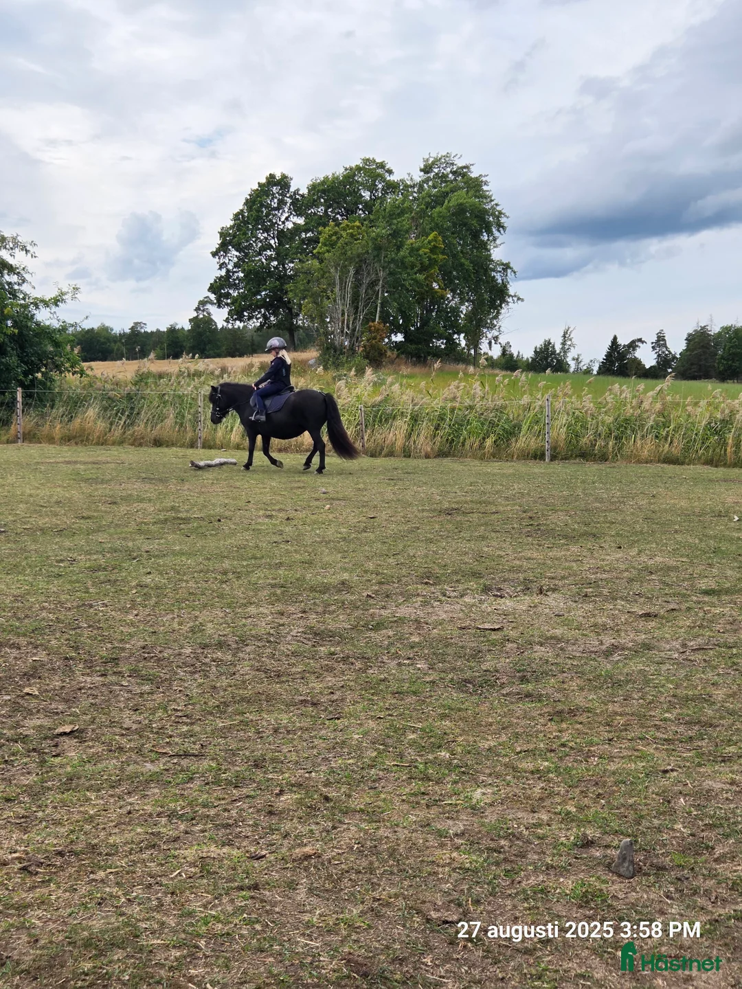 Allround hästar till salu: Supersöta Mimmi - Annons 1