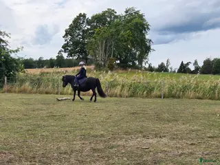 hästar Supersöta Mimmi - Annons 16