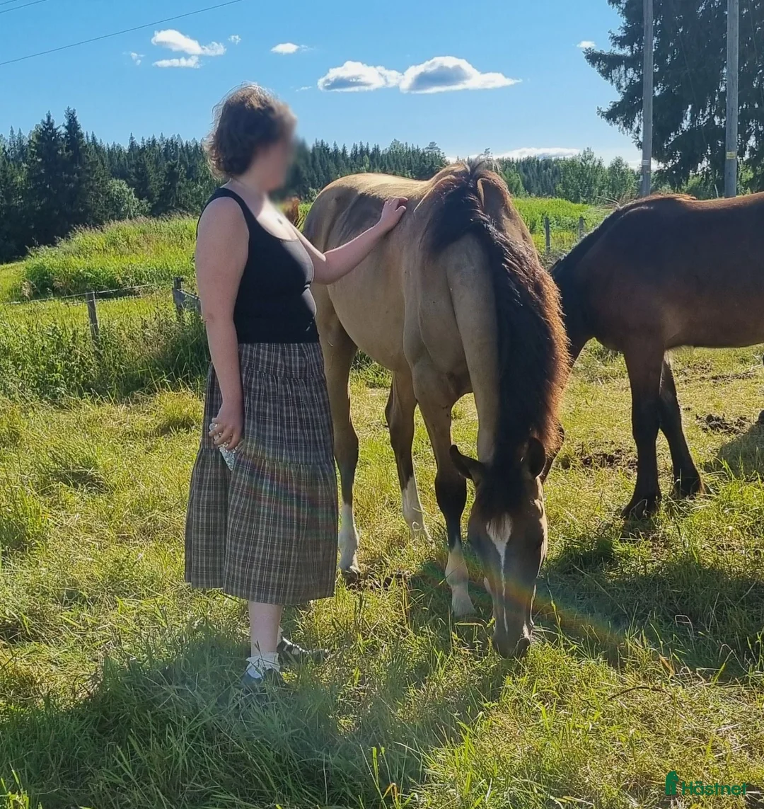 Allround hästar till salu: Akhal-Teke Yearling Colt For Sale - Annons 8
