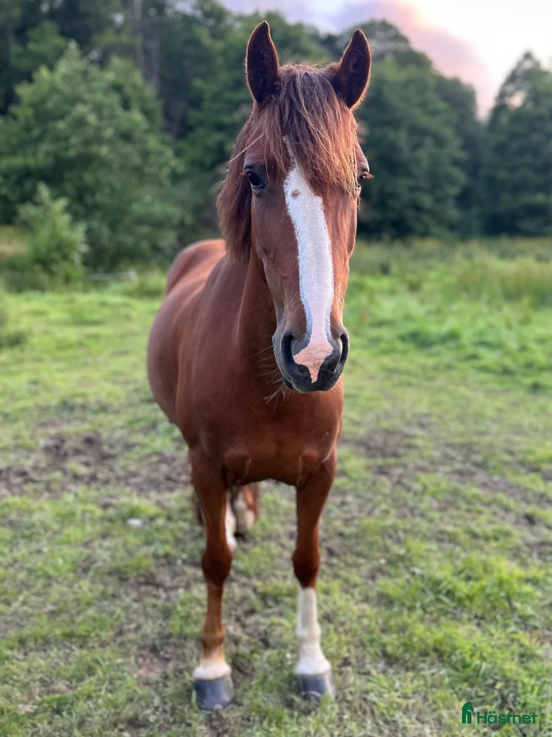 Allround hästar till salu: Fin allroundponny, 8 år kat.C - Annons 2