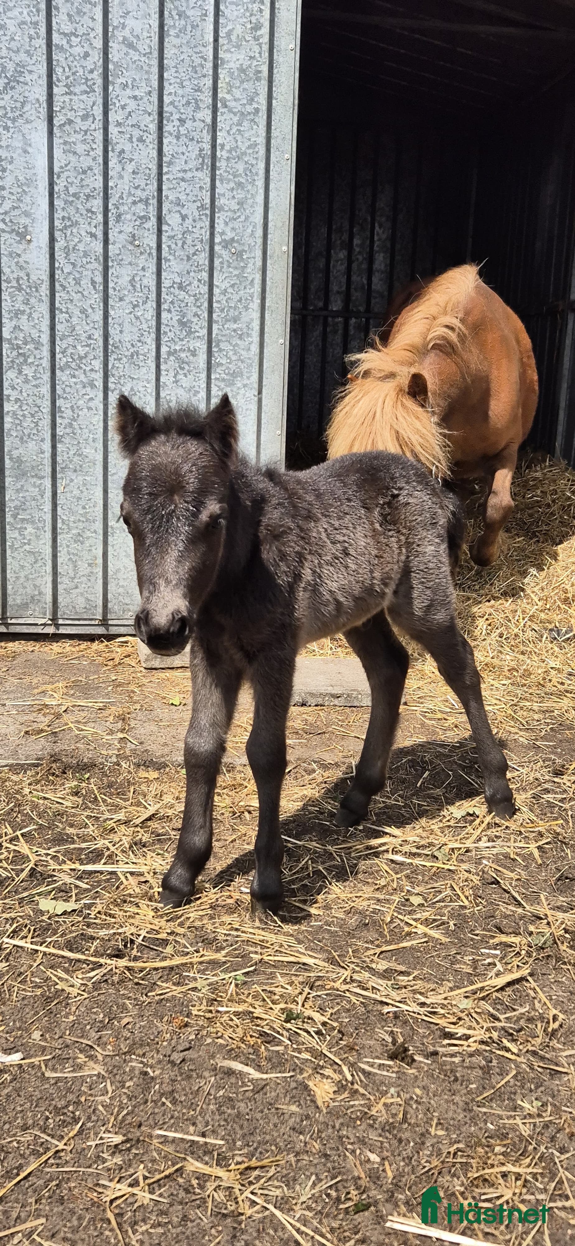  hästar Bedårande schettlandsponny - Annons 1
