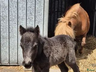 hästar Bedårande schettlandsponny - Annons 1
