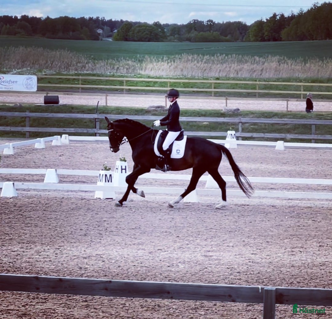  hästservice finnes: Inridning - utbildning - försäljning i Västervik - Annons 8