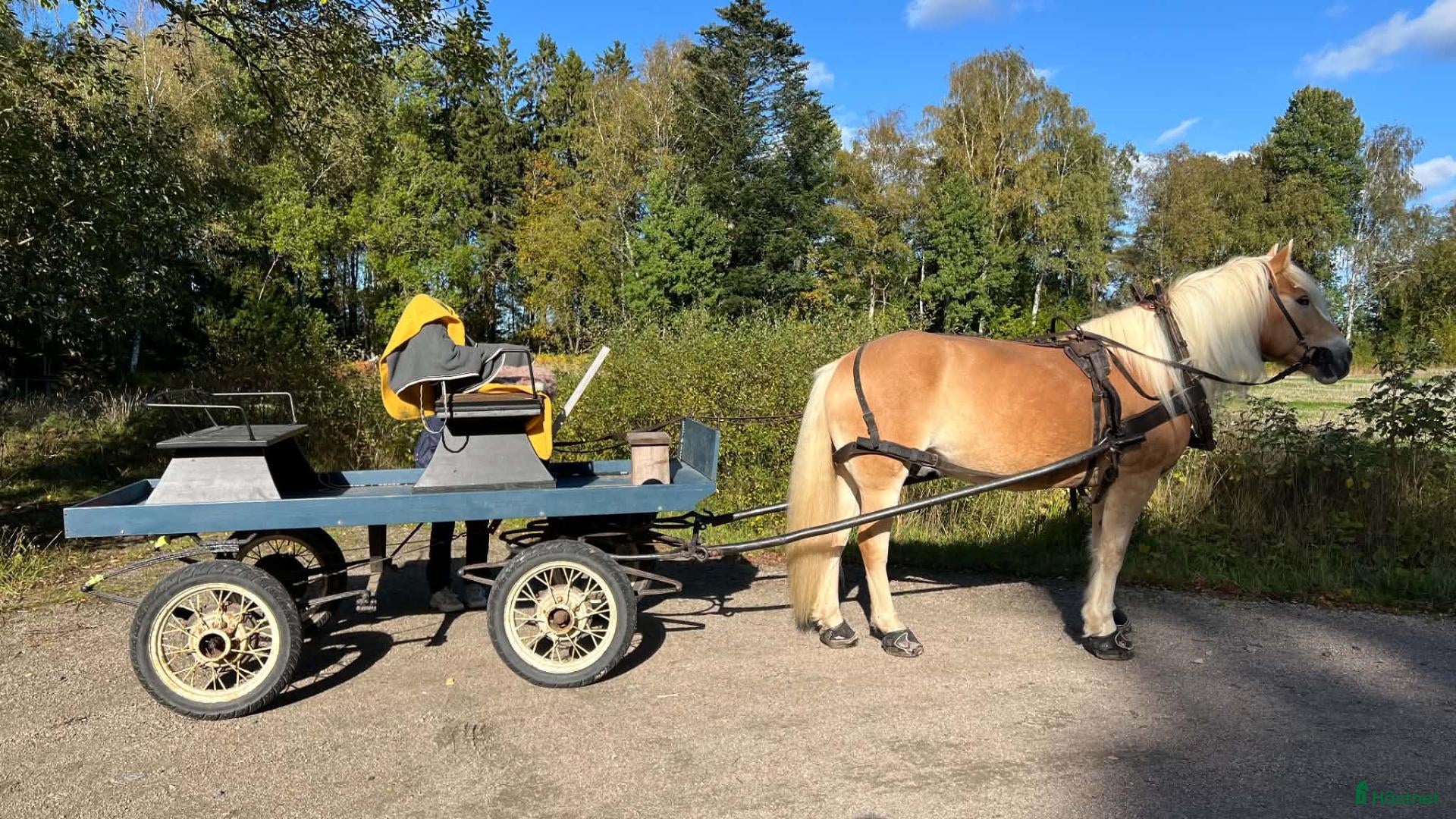 Körvagnar körning till salu: Körvagn till stor ponny / mindre häst - Annons 2