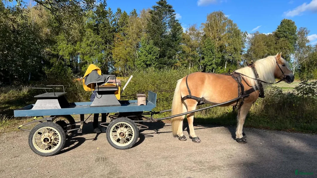 Körvagnar körning till salu: Körvagn till stor ponny / mindre häst - Annons 1