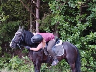 stallplats finnes: Sommarbete 2026 sökes - Annons 1