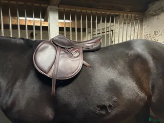 Sadlar hästutrustning Mycket fin Erreplus sadel - Annons 11