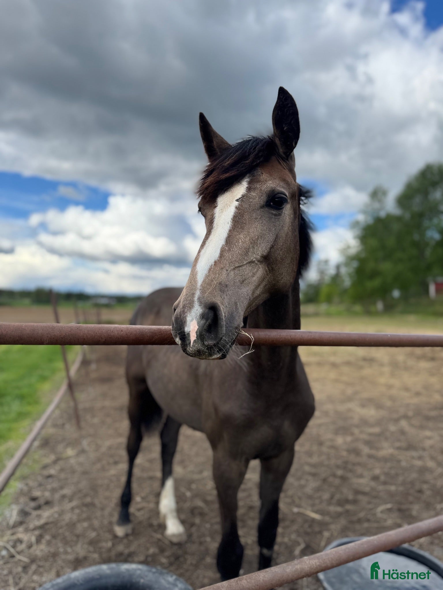  hästar Välstammat 1 årigt sto  - Annons 1