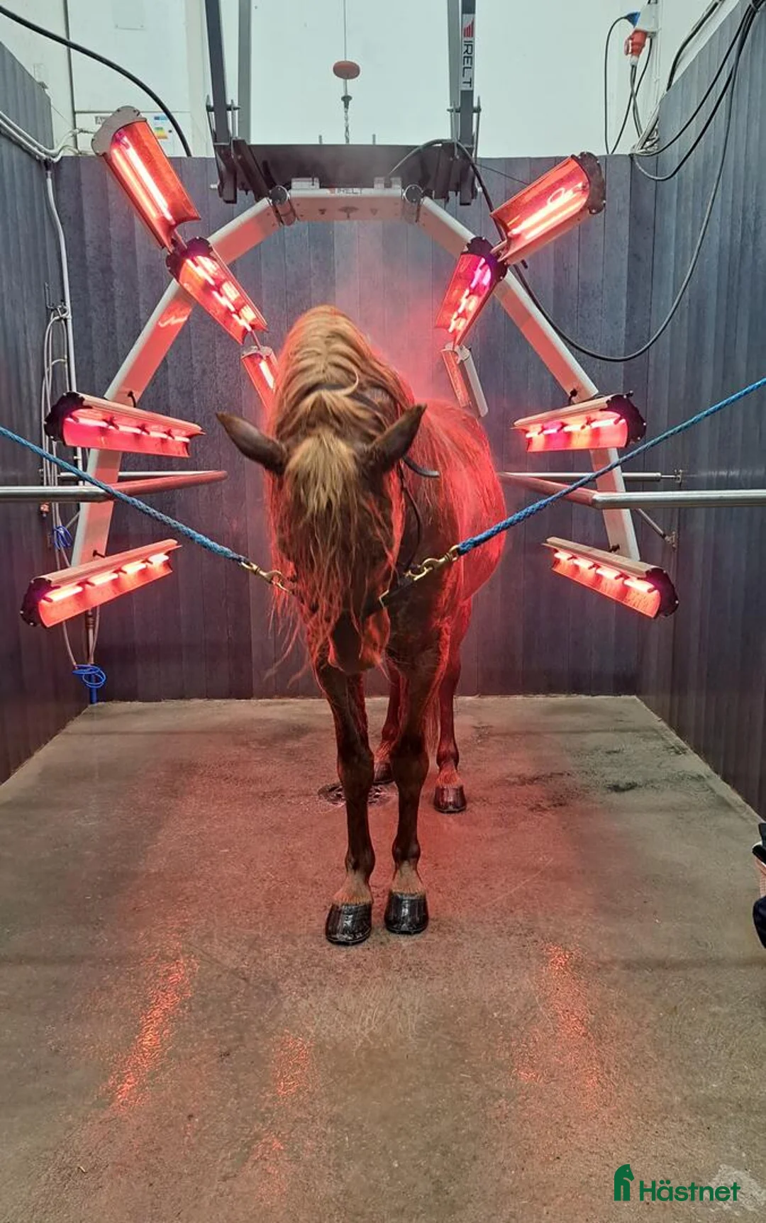 Övrig Hästutrustning hästutrustning till salu: IRELT A26 HÄST hästsolarium - Annons 2