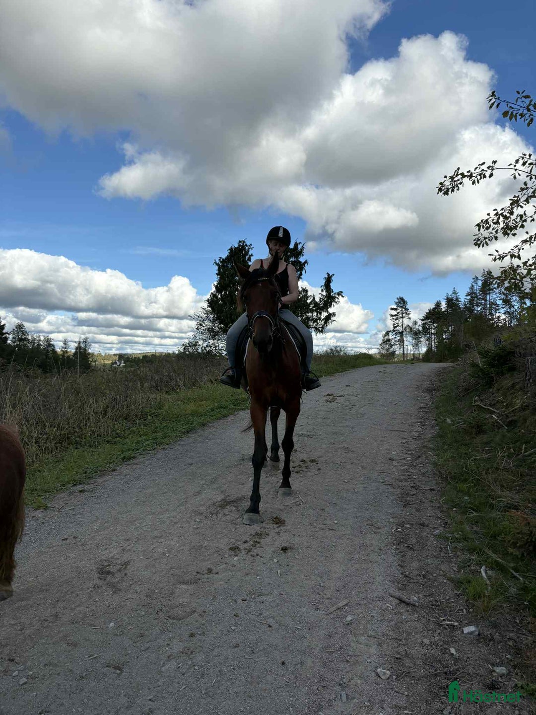  hästservice finnes: Inridning/tillridning i Nyköping - Annons 1