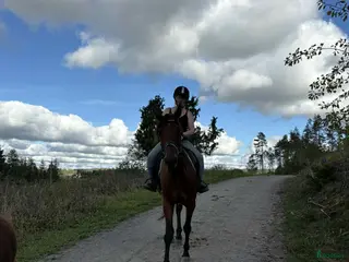 hästservice Inridning/tillridning i Nyköping - Annons 7