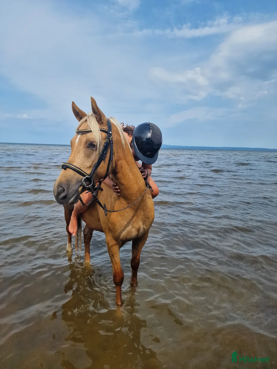 Allround hästar till salu: ✨️ Fantastisk D-ponny ✨️ - Annons 7