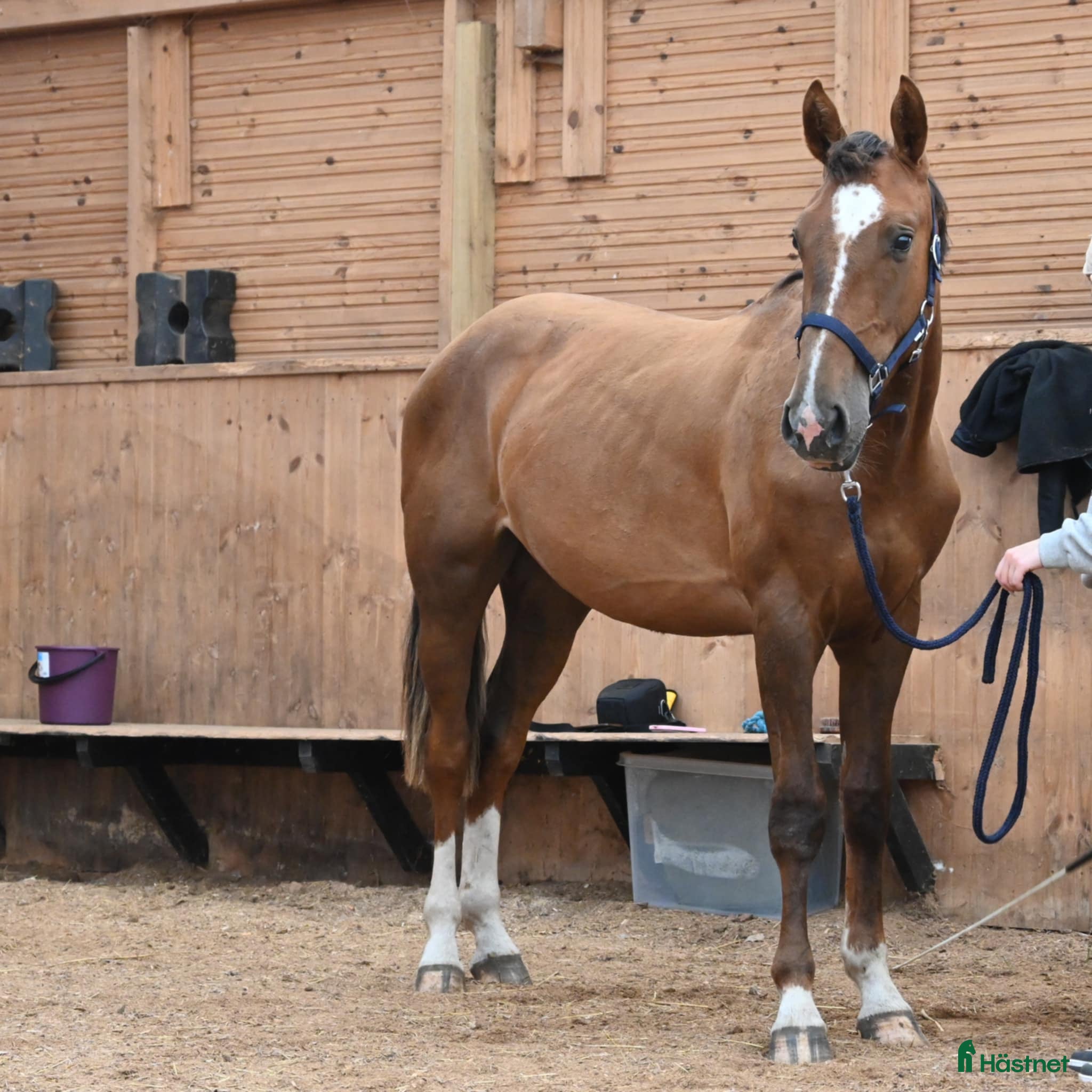  hästar 🌟 Muza – lovande sport- eller verksamhetshäst 🌟 i Stockholm - Annons 17