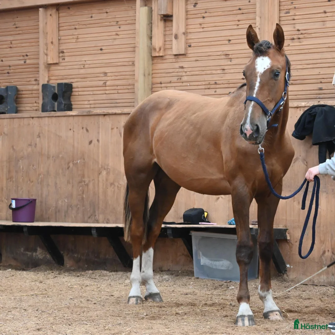 Allround hästar till salu: 🌟 Muza – lovande sport- eller verksamhetshäst 🌟 i Stockholm - Annons 1