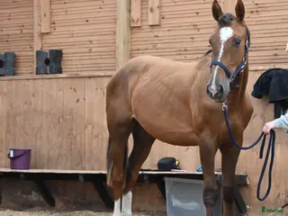 hästar 🌟 Muza – lovande sport- eller verksamhetshäst 🌟 - Annons 16