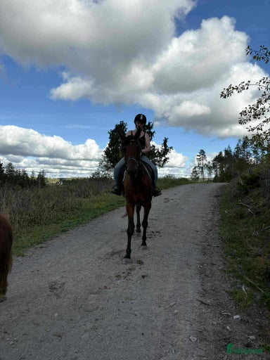 Galleribild {{count}}