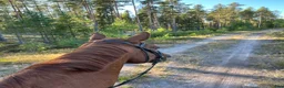 Allround hästar sökes: Trevlig häst sökes  - Annons 1