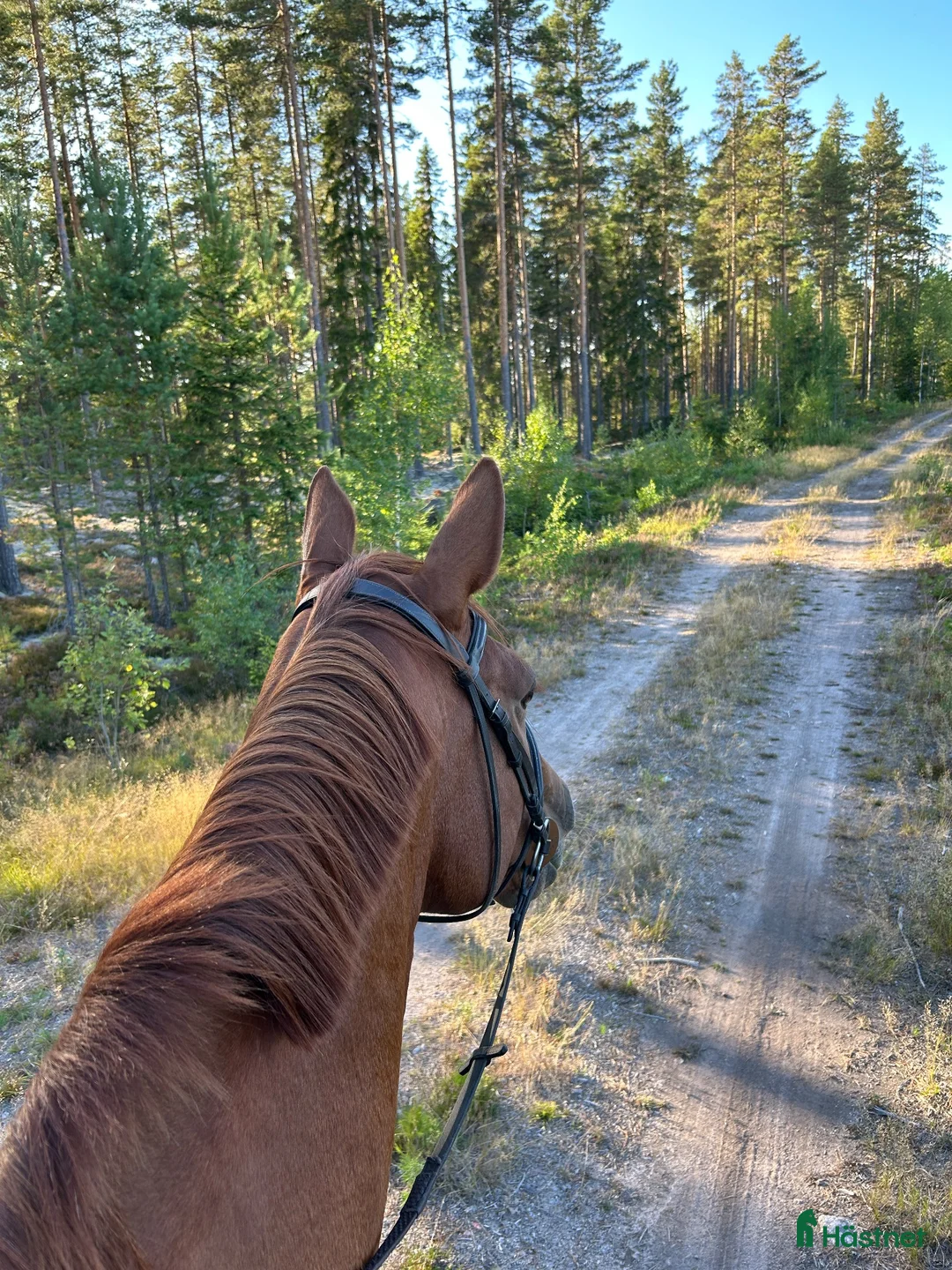 Allround hästar sökes: Trevlig häst sökes  - Annons 1