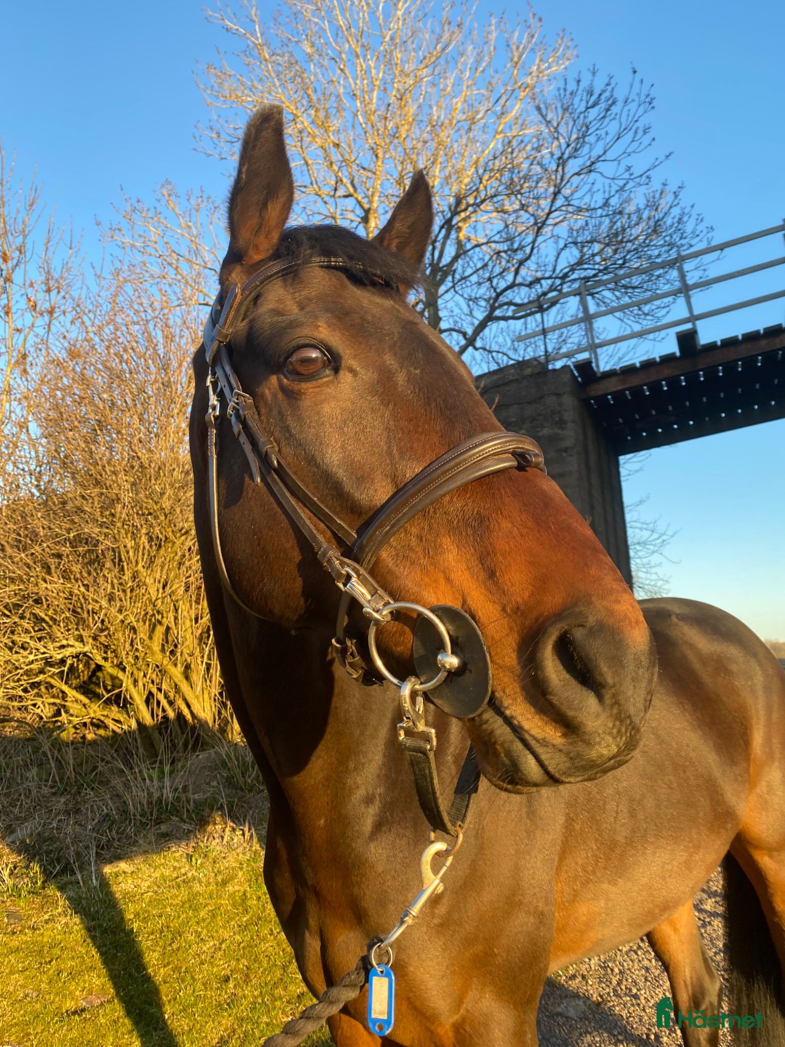  hästar Social kille söker nytt hem⭐️ - Annons 12