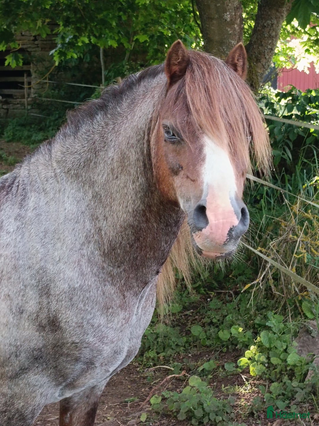 Allround hästar till salu: Welsh mountain hingst  i Borgholm - Annons 13