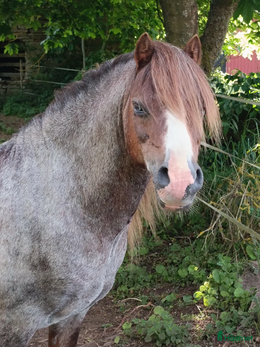 Allround hästar till salu: Welsh mountain hingst  - Annons 15