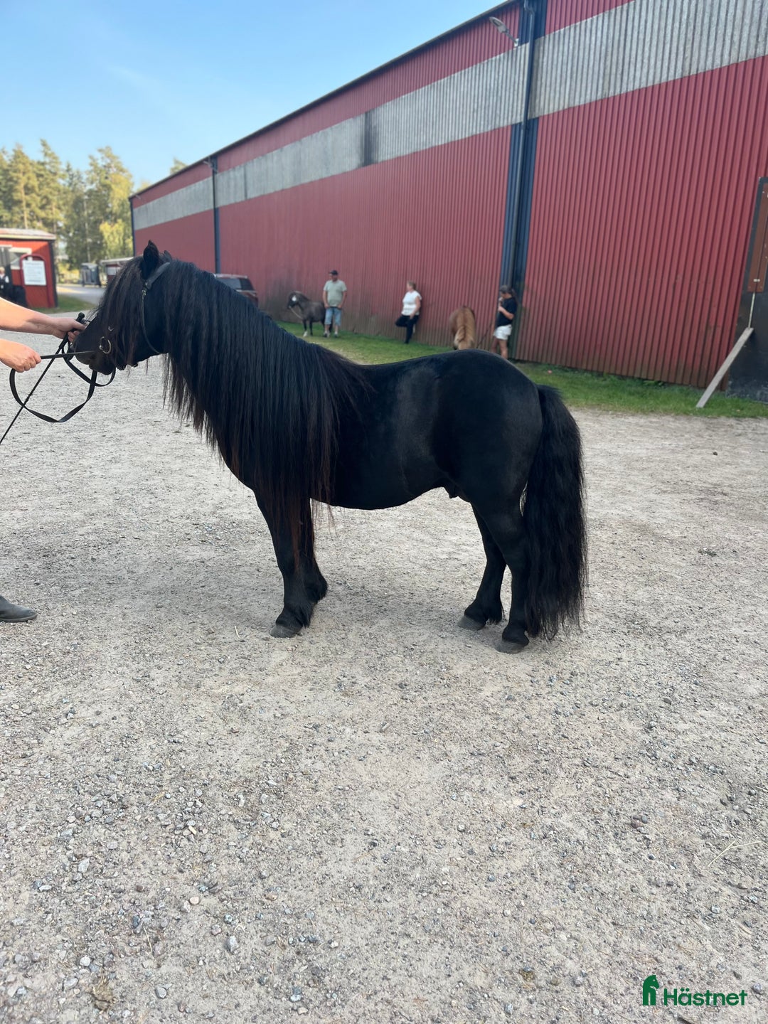 Avelshästar hästar till salu: Avelshingst shetlandsponnyn  i Falköping - Annons 12