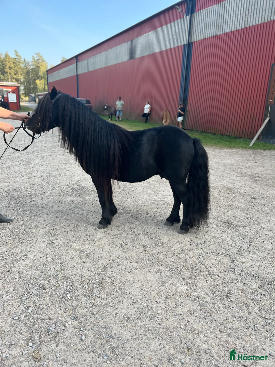 Avelshästar hästar till salu: Avelshingst shetlandsponnyn  i Falköping - Annons 12