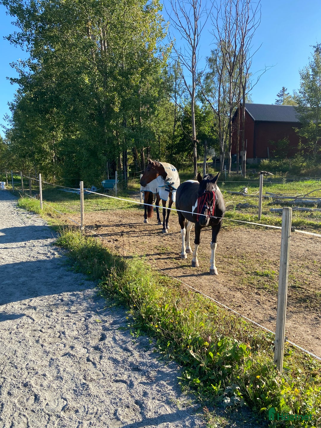  medryttarhäst finnes: Medryttare sökes i Enköping - Annons 4