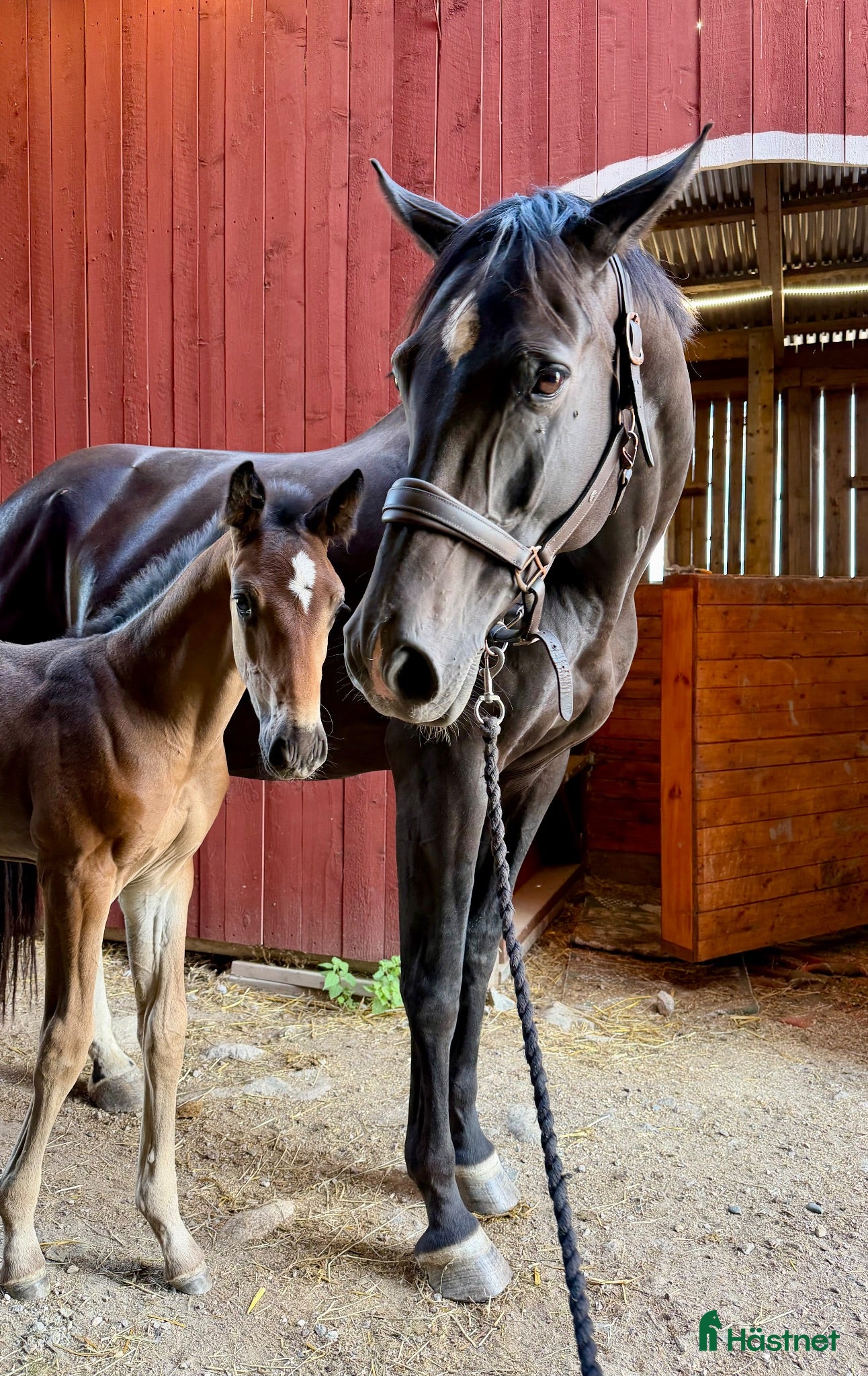  hästar 2 föl för Fälttävlan eller hoppning 🐎 - Annons 1