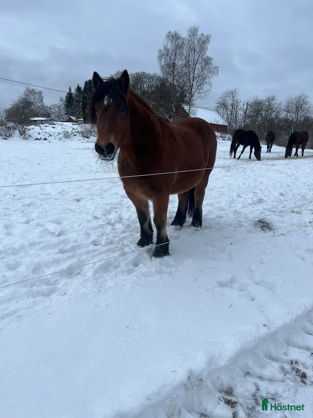 Allround hästar till salu: Världens snällaste skogsmulle / tanthäst i Hörja - Annons 16