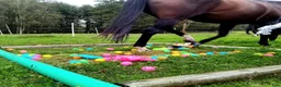 stallplats finnes: Lösdrift för valack, fullservice och fullskötsel - Annons 7