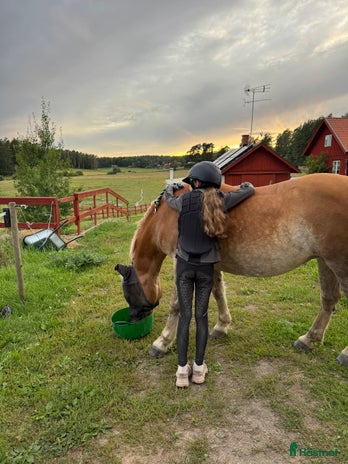 hästar i Järna - Annons 18