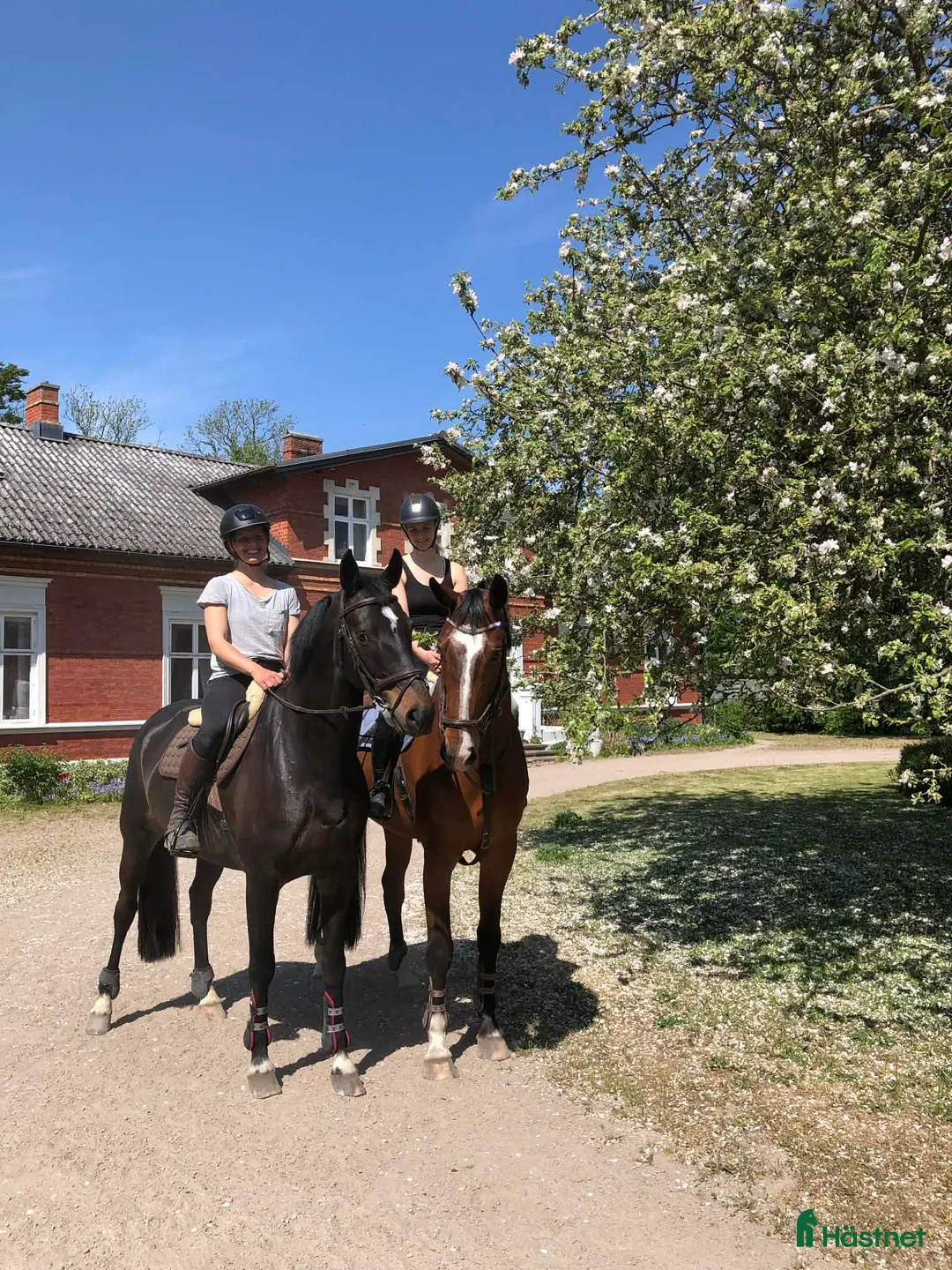  stallplats finnes: Vi har tre boxplatser lediga from 1 mars😊 i Vellinge - Annons 16