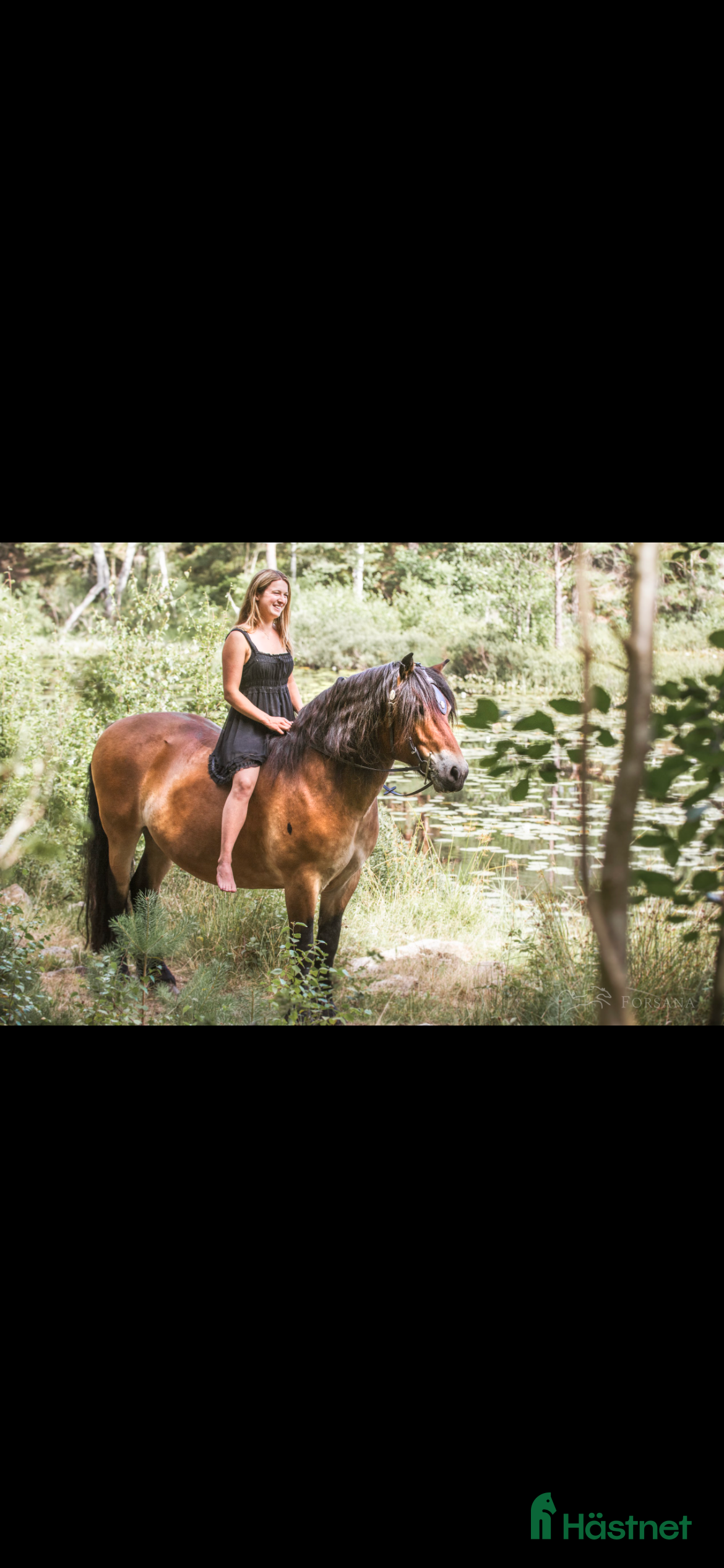  medryttarhäst finnes: Mysig nordsvensk på Orust söker ryttare - Annons 1