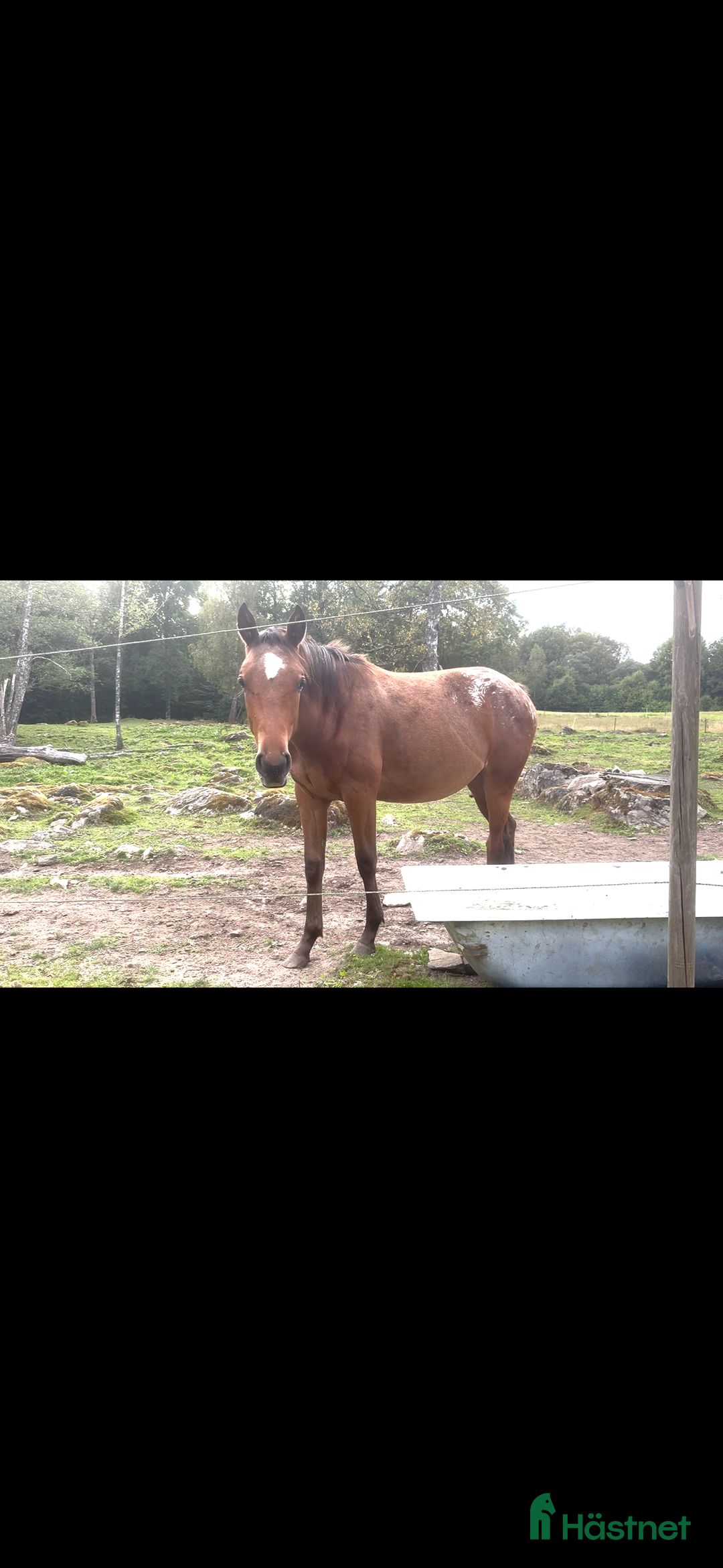 Western hästar till salu: Väldigt trevlig 1 åring  i Floda - Annons 1