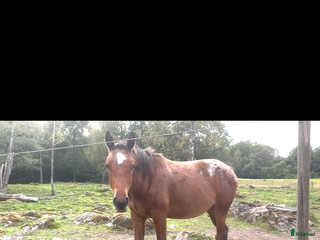 hästar Väldigt trevlig 1 åring i Floda - Annons 16