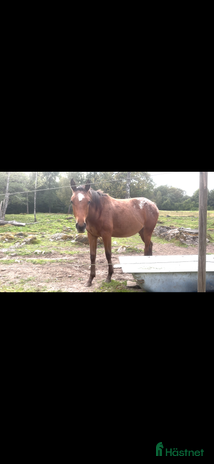 hästar Väldigt trevlig 1 åring i Floda - Annons 1