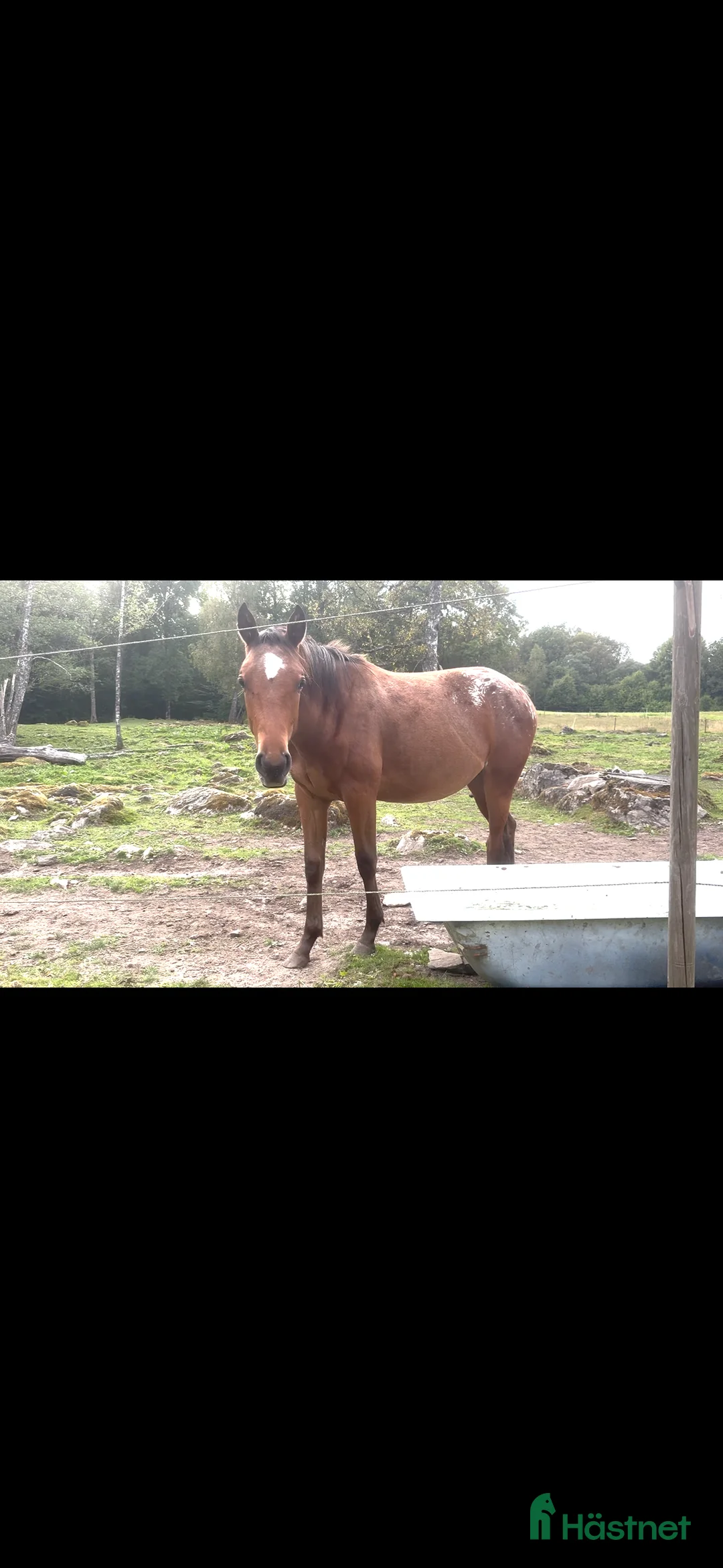 Western hästar till salu: Väldigt trevlig 1 åring  i Floda - Annons 1